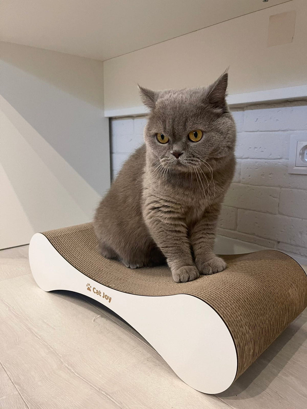 Customer photo: cat sitting on a white CAT JOY Snug cardboard cat scratcher