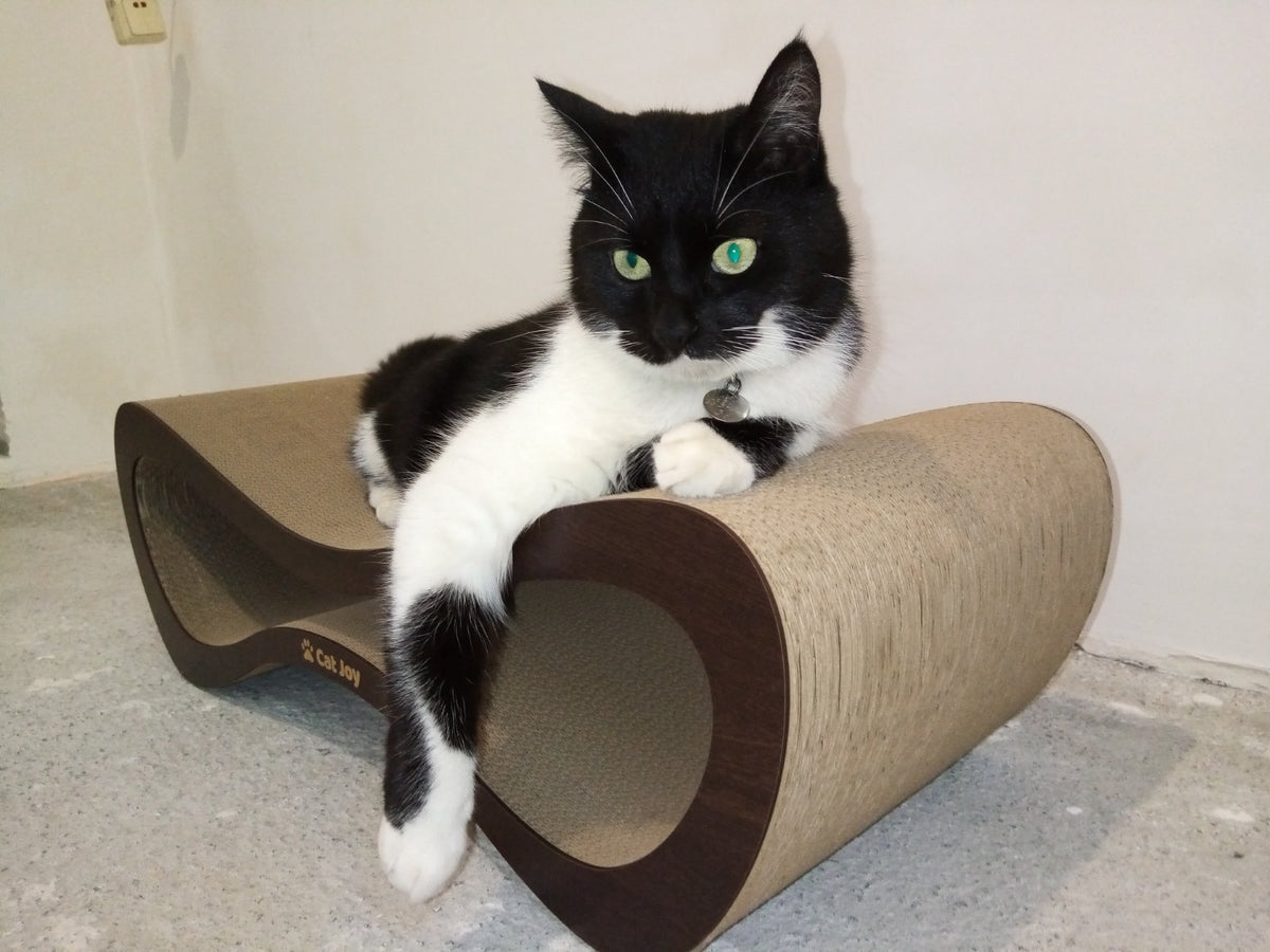 Why Does Your Cat Always Follow You Around?