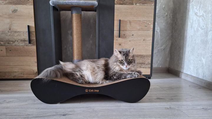 Why Doesn't Your Cat Like Sitting on Your Lap? Main Reasons Revealed