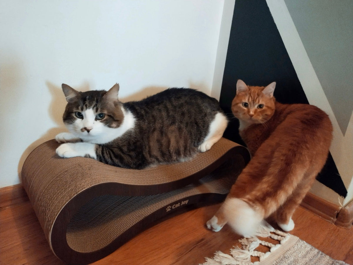 Best cat scratching post? How to choose one your cat will actually use