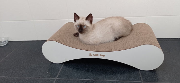 Kitten scratchers: when to start and what to buy