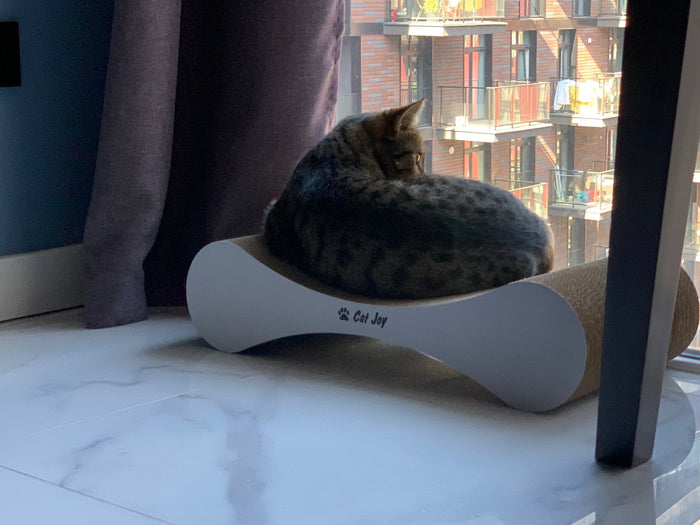Cat scratcher beds: why cats sleep where they scratch