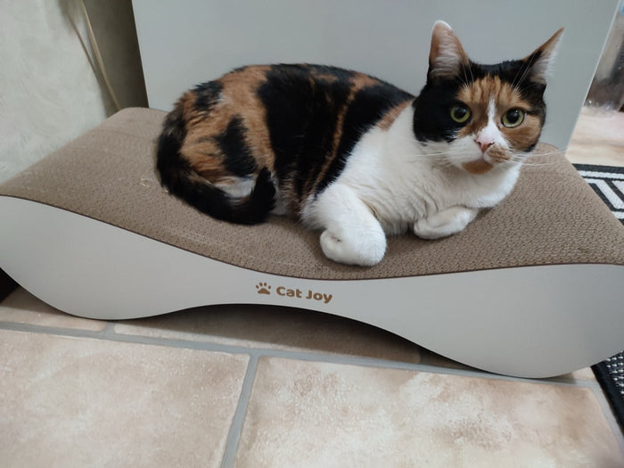 Cat scratch board, pad, mat or post? The types of cat scratcher explained