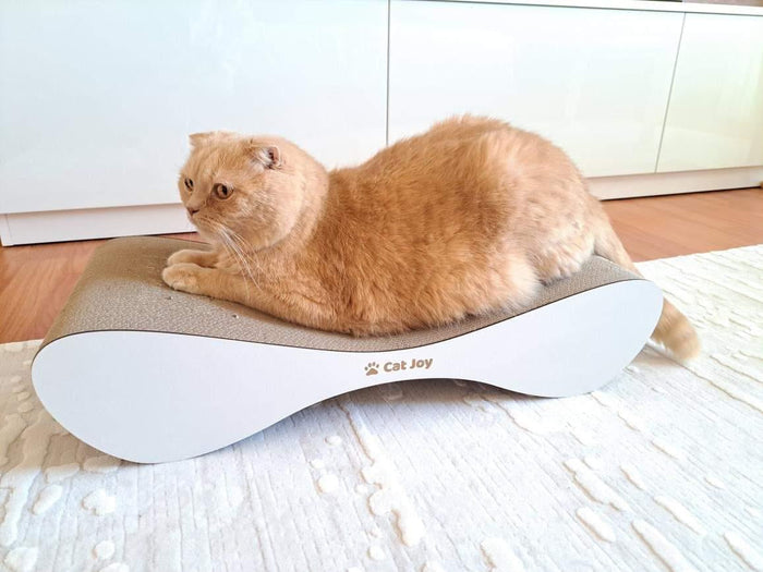 Why do cats love cardboard boxes?