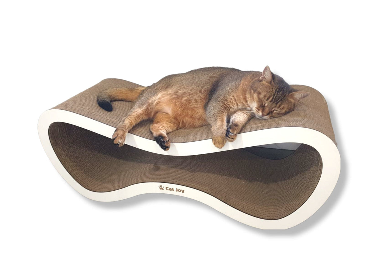 Do cats need a scratching post? What UK cat experts say