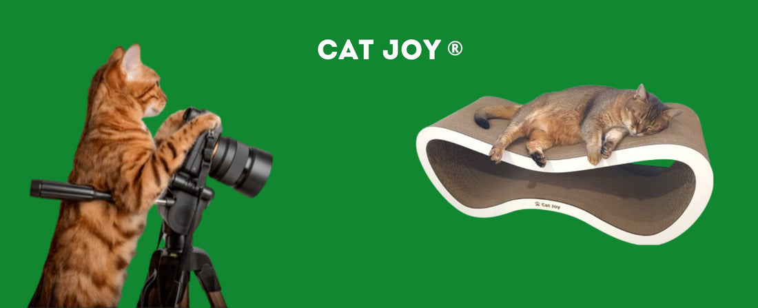 All six Cat Joy scratcher models side by side