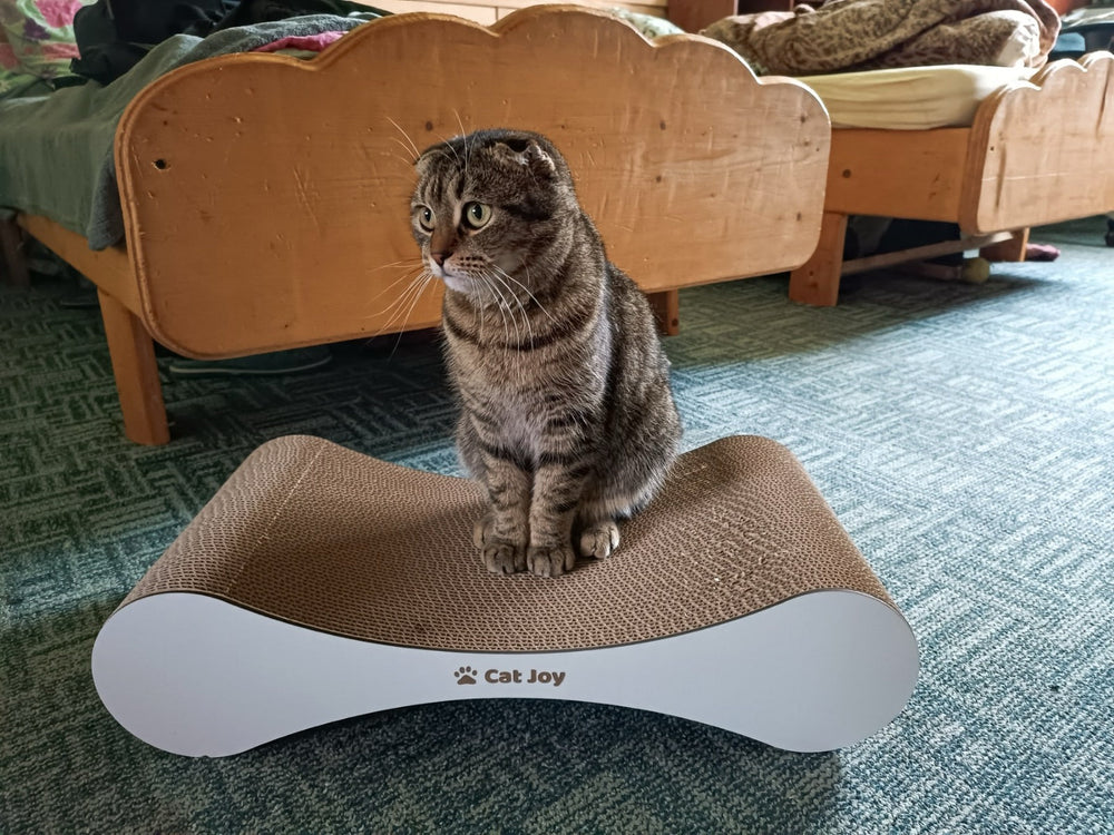 Customer photo: cat on a white CAT JOY Snug compact cardboard cat scratcher