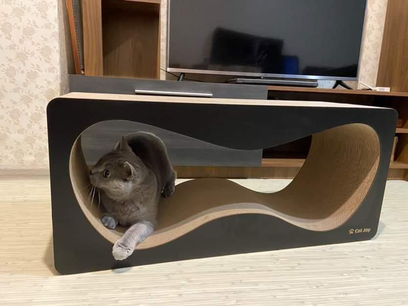 Customer photo: cat on a black CAT JOY Penthouse XL cardboard cat scratcher house